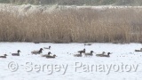 Video of Eurasian Teal - Eurasian Teal in lake of spring